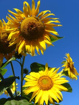 beautiful green sunflower on the blue sky background