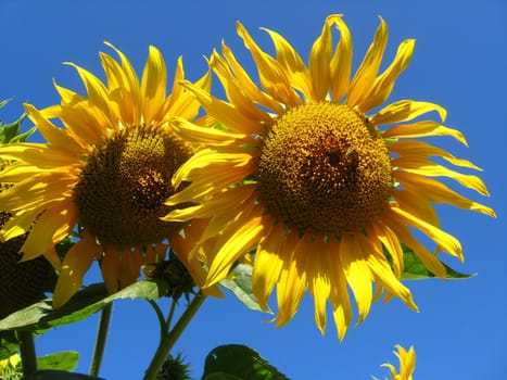 beautiful green sunflower on the blue sky background