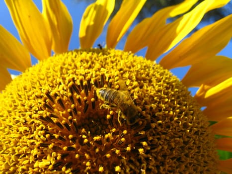 the surface of the beautiful green sunflower