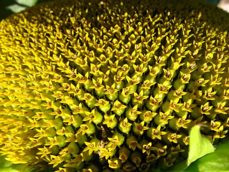 the surface of the beautiful green sunflower