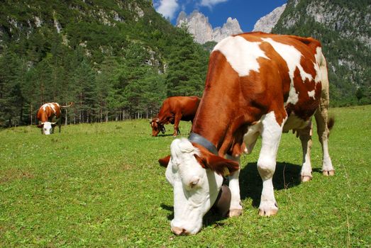 Cow brown and white eating on alps