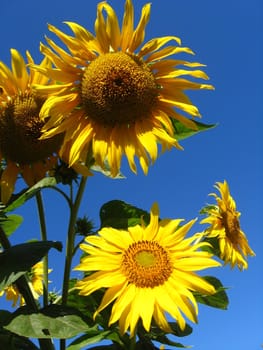 beautiful green sunflower on the blue sky background