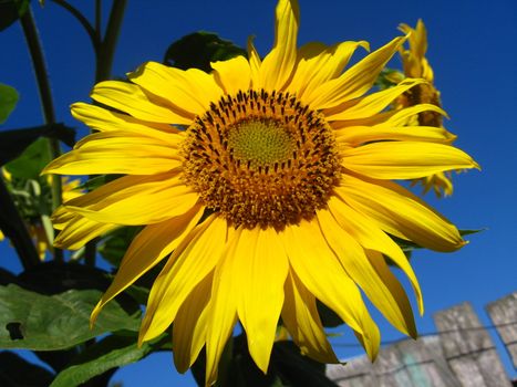 beautiful green sunflower on the blue sky background