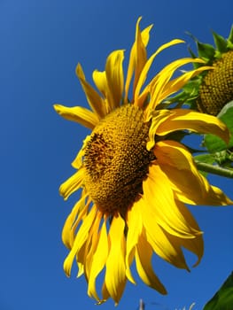 beautiful green sunflower on the blue sky background