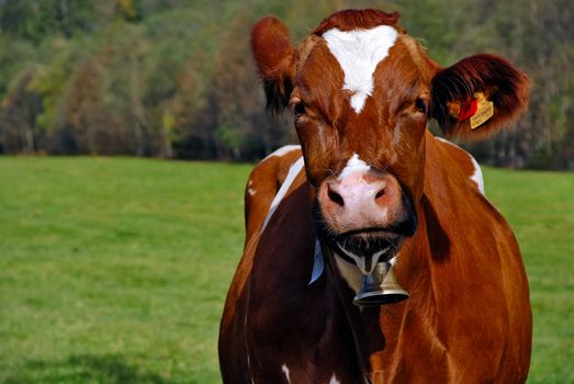 Portrait of brown and white cow with bell