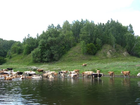 Landscape with the river and watering of cows