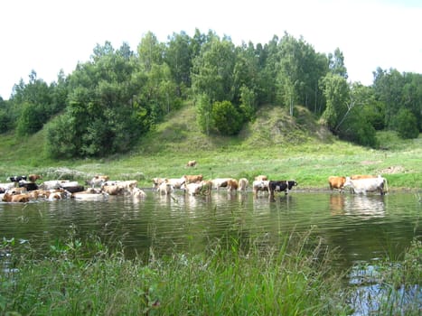 Landscape with the river and watering of cows