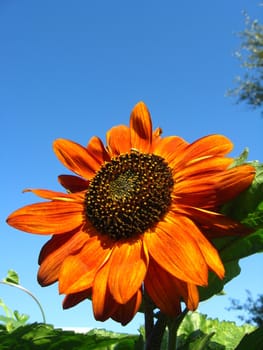 beautiful green sunflower on the blue sky background