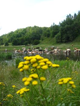 Small yellow camomiles on a background of a watering place of cows