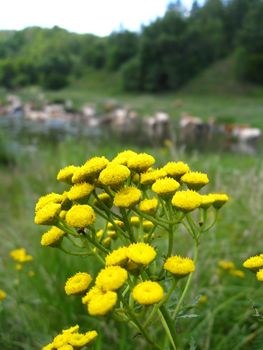 Small yellow camomiles on a background of a watering place of cows