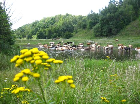 Small yellow camomiles on a background of a watering place of cows