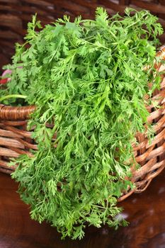 fresh and healthy organic cilantro or coriander on  wiker  basket delicious vegetarian ingredient   