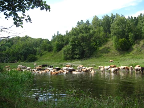 Landscape with the river and watering of cows