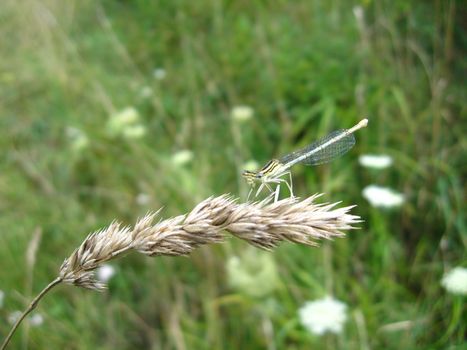 a little dragonfly sitting on the spikelet