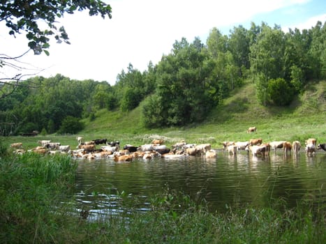 Landscape with the river and watering of cows