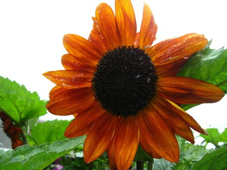 the beautiful  flower of sunflower after rain