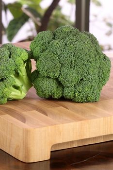 fresh and healthy organic broccoli  on  wood table station delicious vegetarian ingredient   