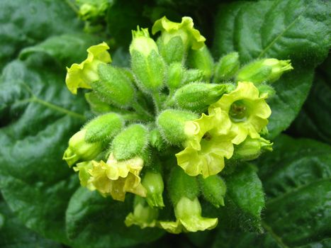 The image of magnificent and beautiful flowers of tobacco