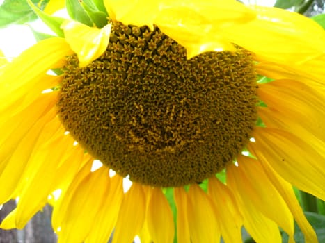 a little bee on the beautiful sunflower