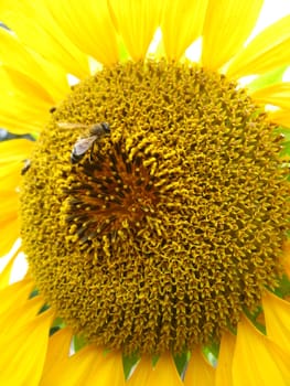 a little bee on the beautiful sunflower