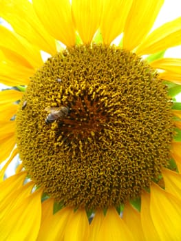 a little bee on the beautiful sunflower
