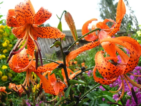 Drops of water on the redheaded lilies after a rain