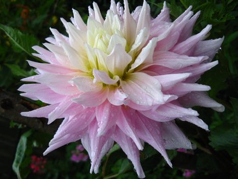 a beautiful flower of pink dahlia after rain