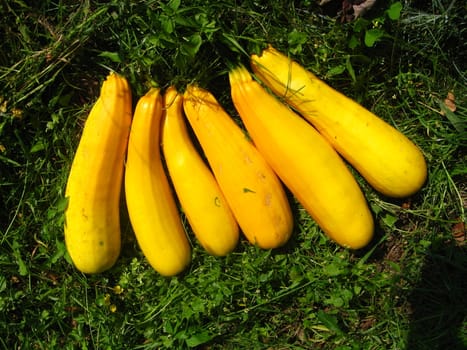 harvest of yellow squashes on the grass