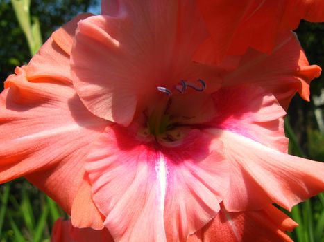 a beautiful and bright flower of red gladiolus