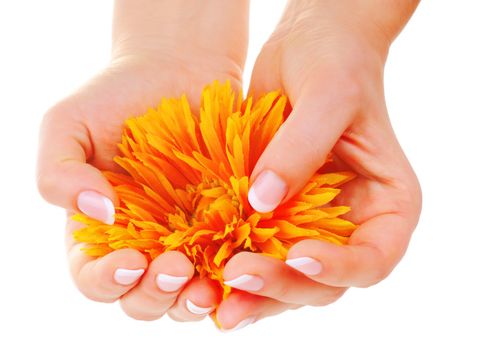 Female hands with nice french manicure and a flower on white background