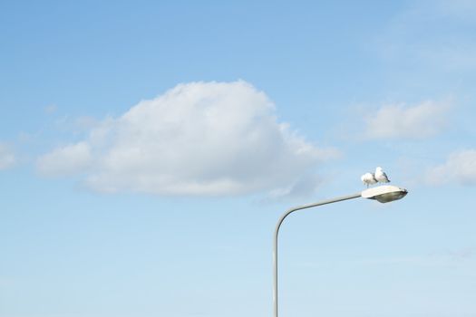 A pair of herring gulls, Larus argentatus, on a lamp post with a bright blue sky with cloud in the background.