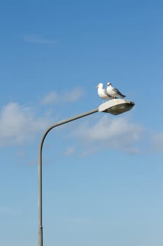 A pair of herring gulls, Larus argentatus, on a lamp post with a bright blue sky with cloud in the background.