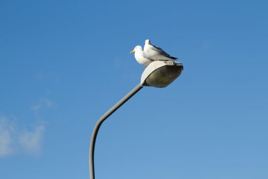 A pair of herring gulls, Larus argentatus, on a lamp post with a bright blue sky with cloud in the background.