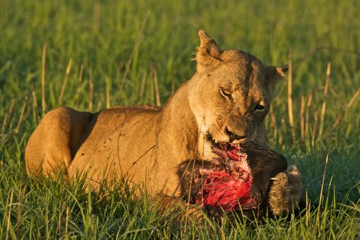 Eating lion, Kafue, Zambia