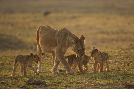 Lioness with four cubs