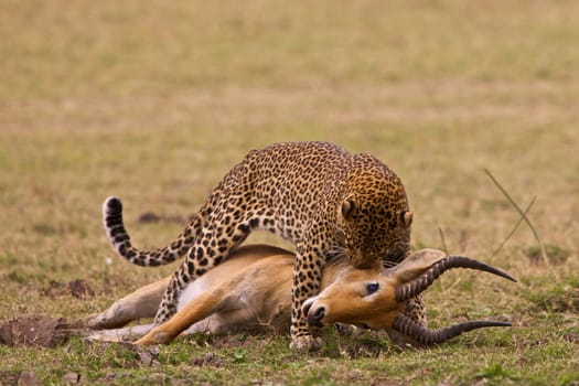 Leopard with killed puku