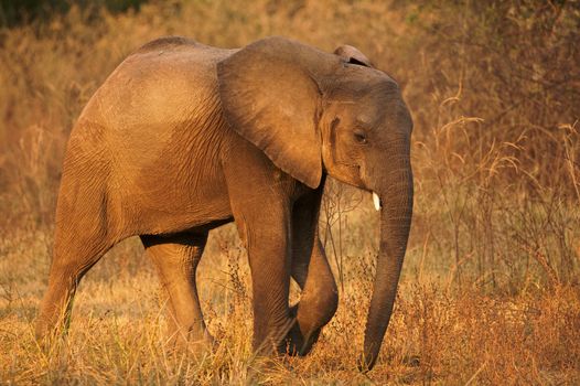 Africa, Zambia, South Luangwa National Park, young elephant