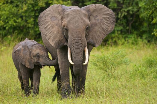 Young African elephant touches his mother
