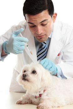 A veterinarian giving an injection into the scruff of a dog's neck.