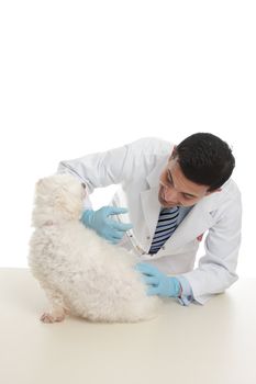 A vet using a syringe to inject medicine or a vaccination to a dog.