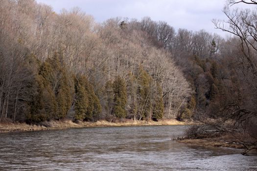 The treeline along the Grand River in Kitchener, Ontario.  Shot in winter.
