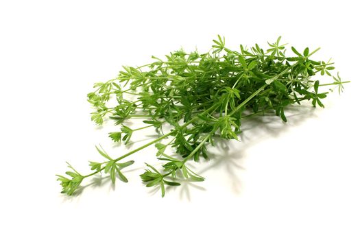 fresh green Bedstraw with leaves on a bright background