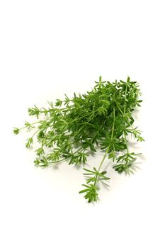 fresh Bedstraw with leaves on a bright background