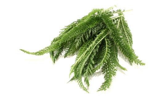 green Yarrow with leaves on a bright background