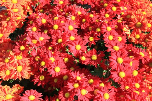 Garden bed of red and yellow daisies