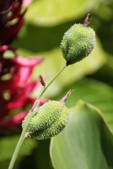 Prickly green flower pods on a stem