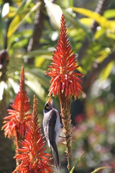 Australian bird feeding from a red flower in the gardens