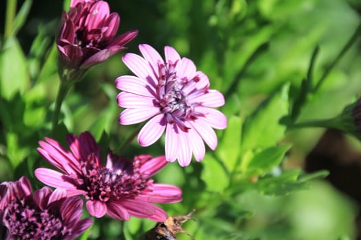 Purple flowers and green leaves in a garden