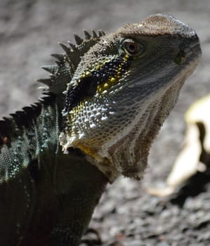closeup of an australian lizard in the sun