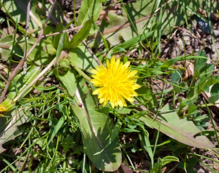 yellow dandelion in nature